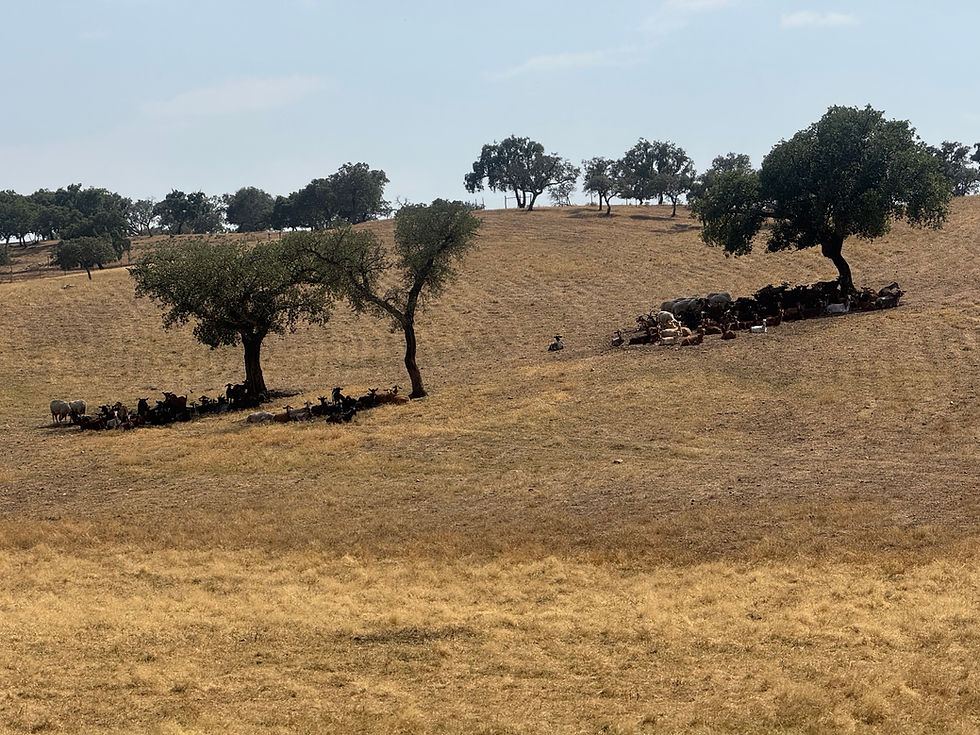 Thumbnail: Road Book Portugal #10 Entre Forteresses et Frontières (Papier)
