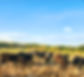 Cows in cornfield