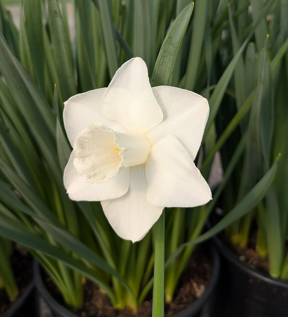 Thumbnail: Seedling CPS 322 - "Lady Bramcote"