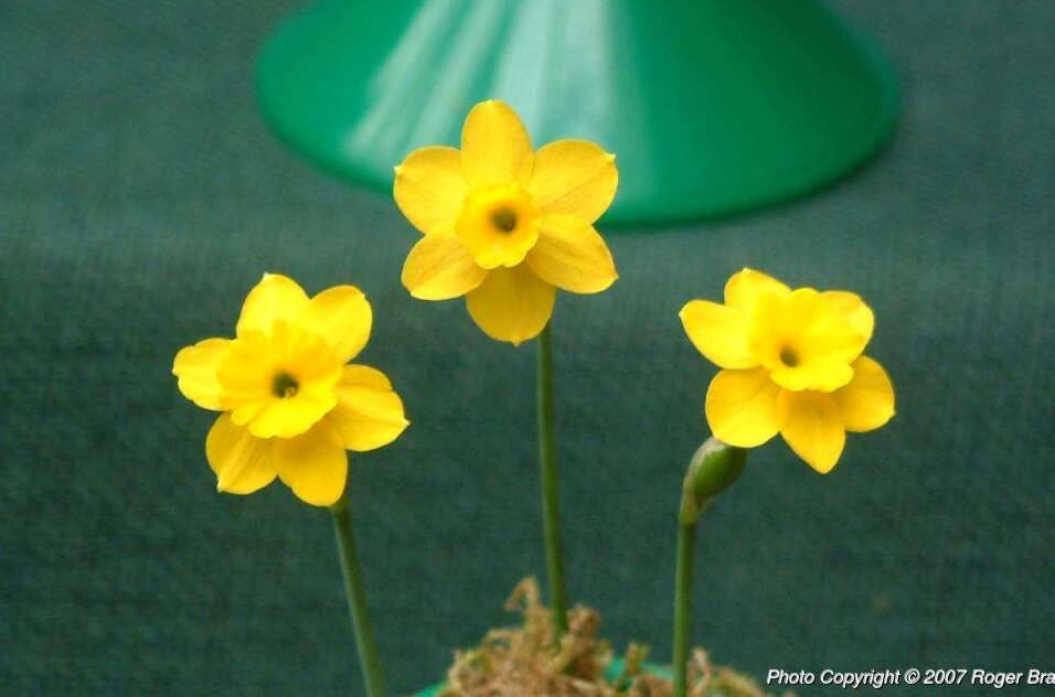 N. rupicola subs. rupicola - Pack of 3