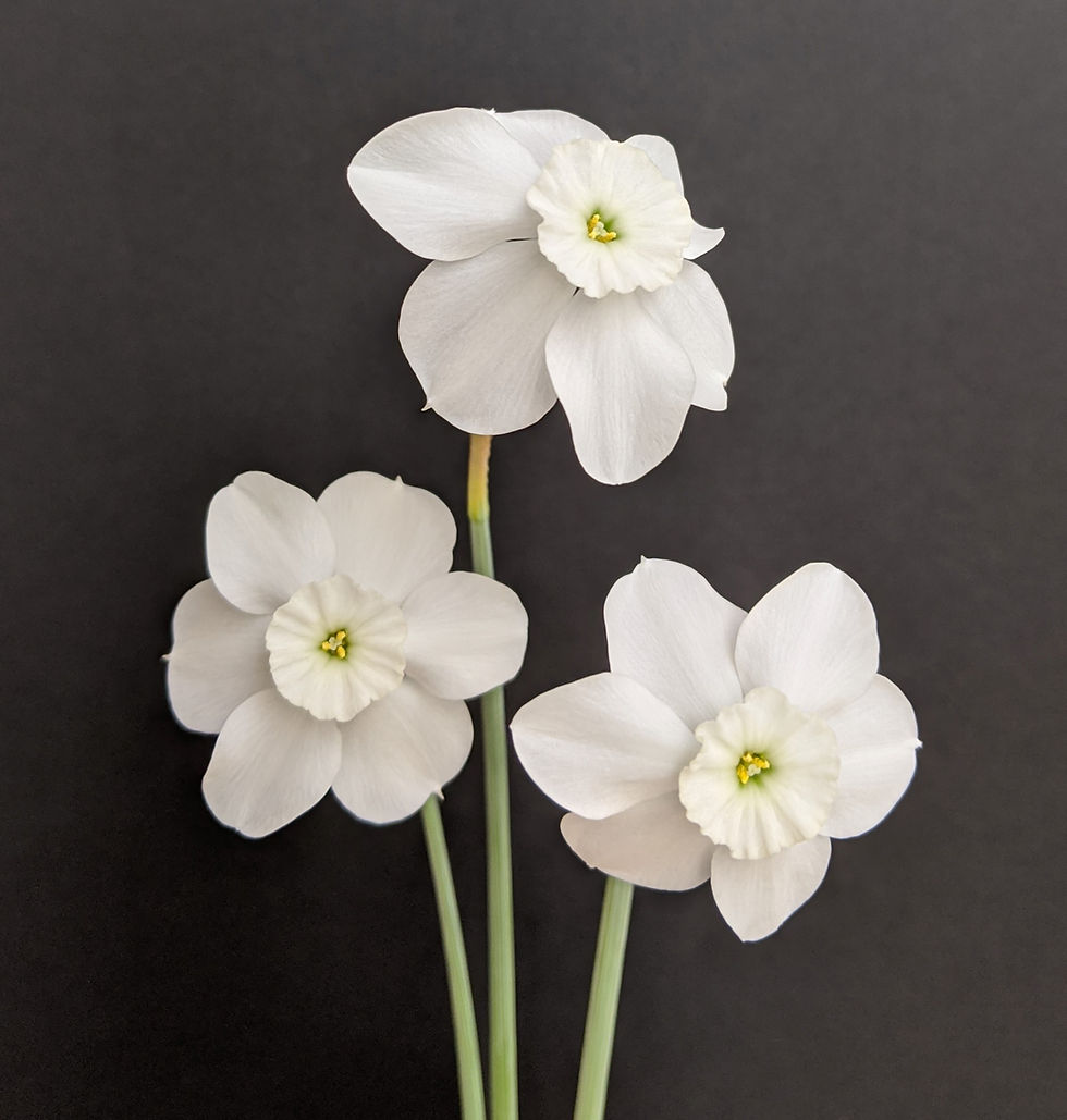 Thumbnail: Xit - Pack of 5
