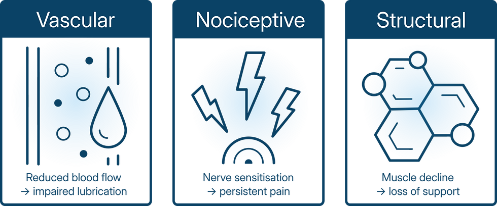 Diagram of three mechanisms in female sexual dysfunction — vascular: reduced blood flow impairing lubrication; nociceptive: nerve sensitisation causing persistent pain; structural: muscle decline causing loss of support.