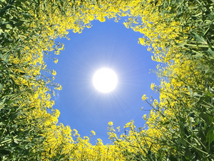 Grön energi i kaos... projekt som skjuts upp, nedskalning på gång