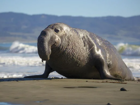 Havsisen kring södra Antarktis saknades helt för 1000 år sedan visar studie.