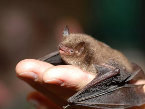 GRÖN ENERGI hotar utplåna arter