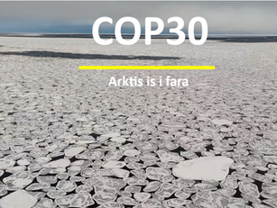 COP30 närmar sig slutet - succé eller fiasko?