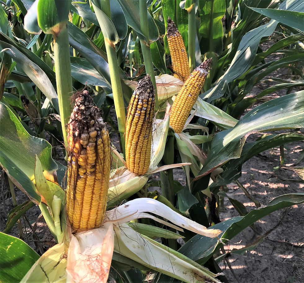 How Low Can You Go?... Corn populations and drought prone soils.