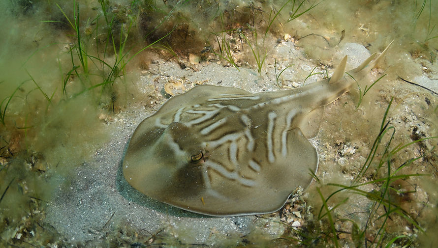 Eastern fiddler ray (Trygonorrhina fasciata)