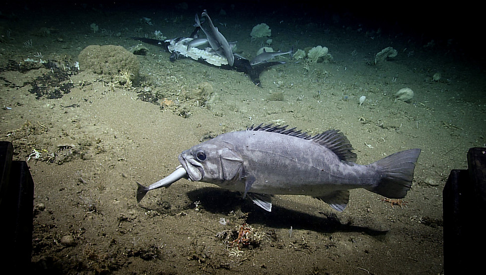 wreckfish-hires.jpg