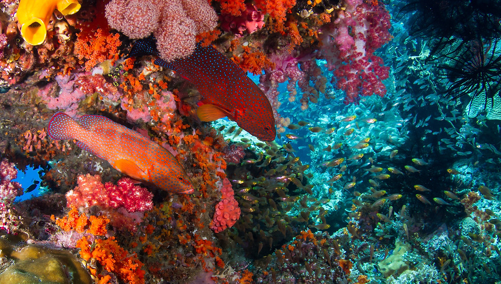 coral grouper
