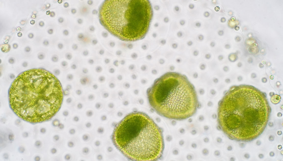 Globe Algae (Volvox)