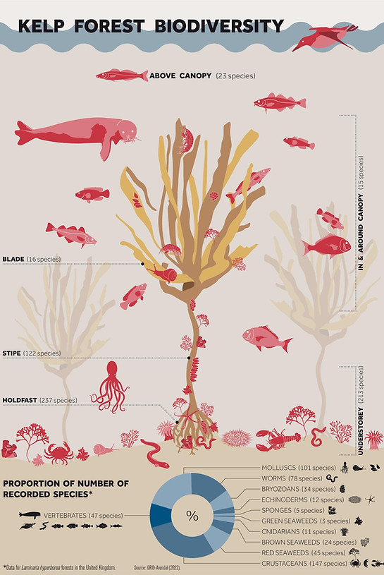Kelp forest biodiversity