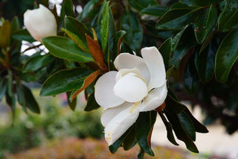 Bishop Lynch landcaping new tree blossoms