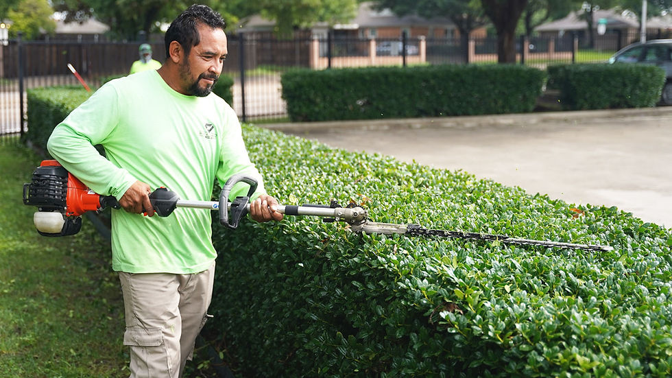 lawn maintenance worker trimming hedges