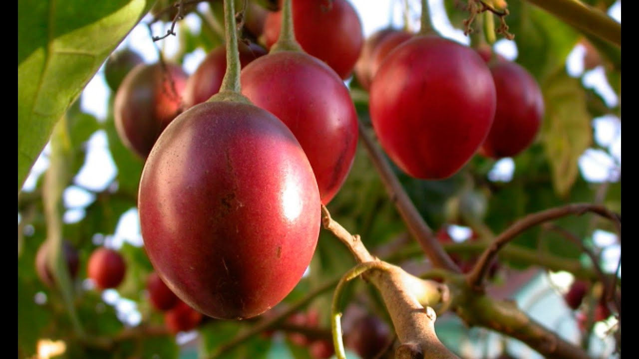 Tomate de árbol
