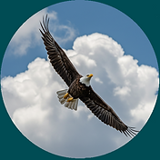 Eagles