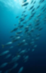openart-large-school-of-small-silver-fish-under-the-ocean-use-deep-blues_9yUkDWaC_upscaled