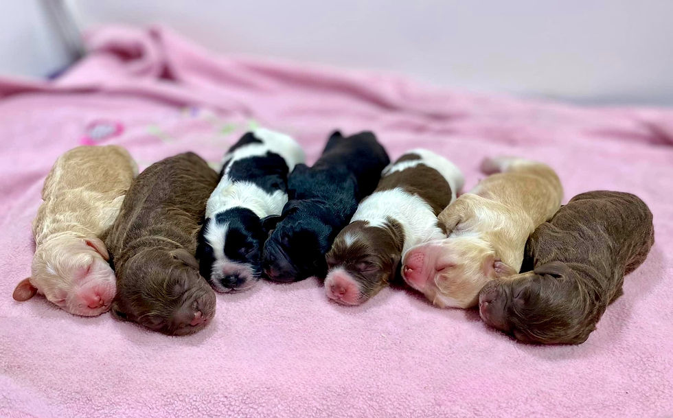 WEBSITE STRIP_edited.jpg