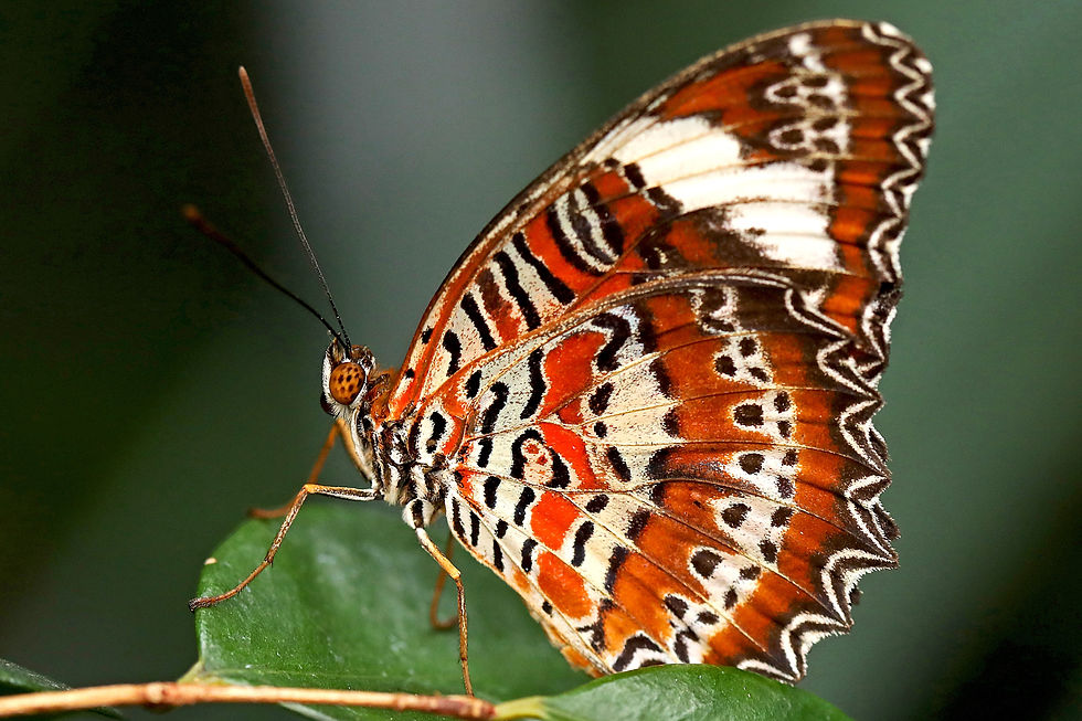 Thumbnail: Butterfly Calendar