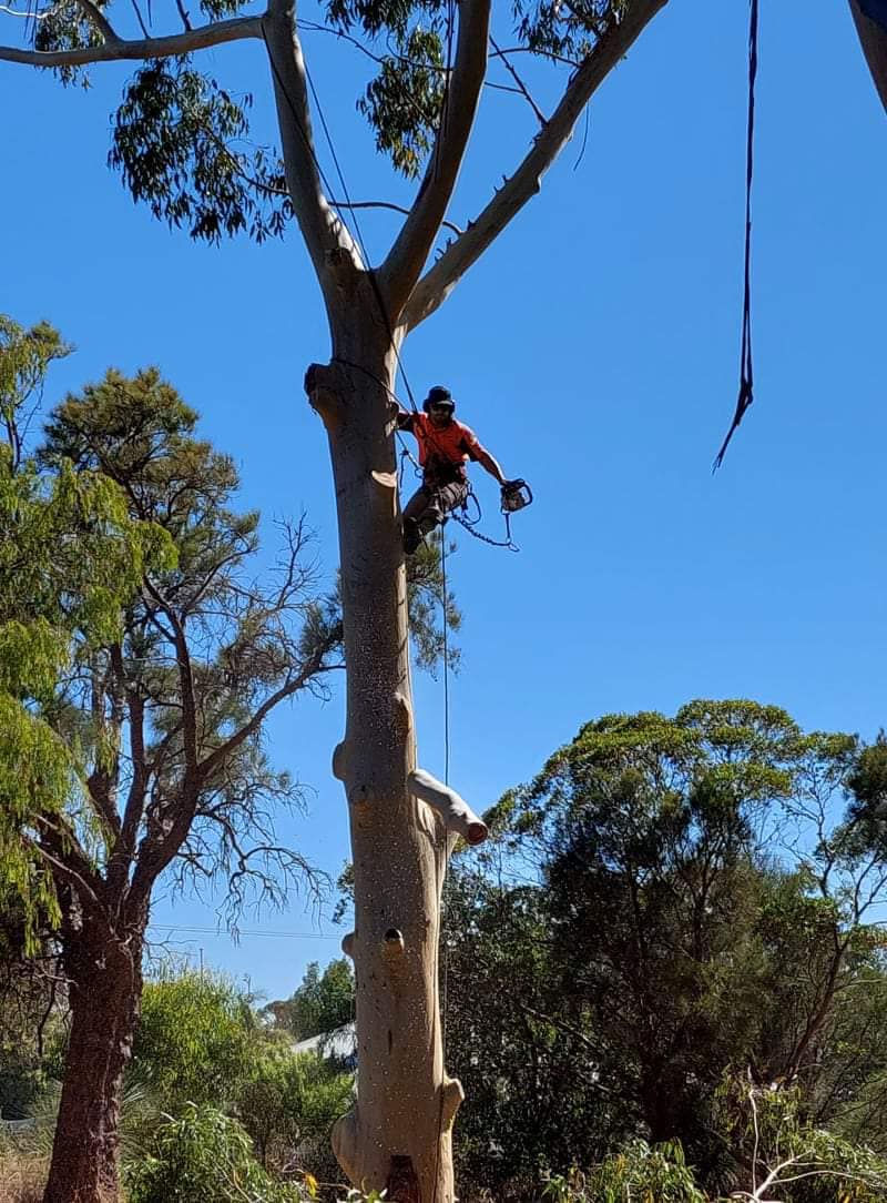 brad tree.jpeg