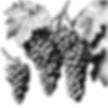 openart-draw-a-grape-sketch-with-leaves-on-a-vinyard-as-a-basic-line-art-sketch-on-a-white