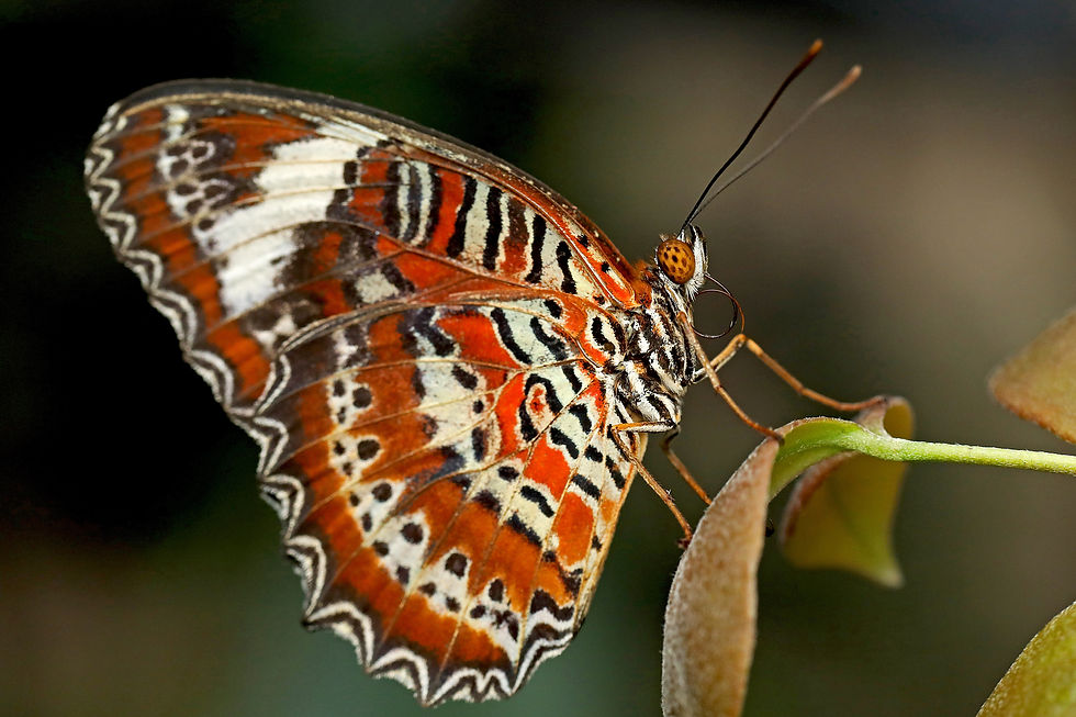 Thumbnail: Butterfly Calendar