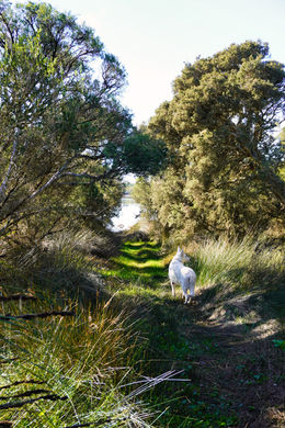 walkway to water.jpeg