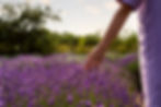 back-view-adult-walking-lavender-field.jpg