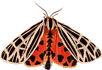 ButterflyMarq (1).png