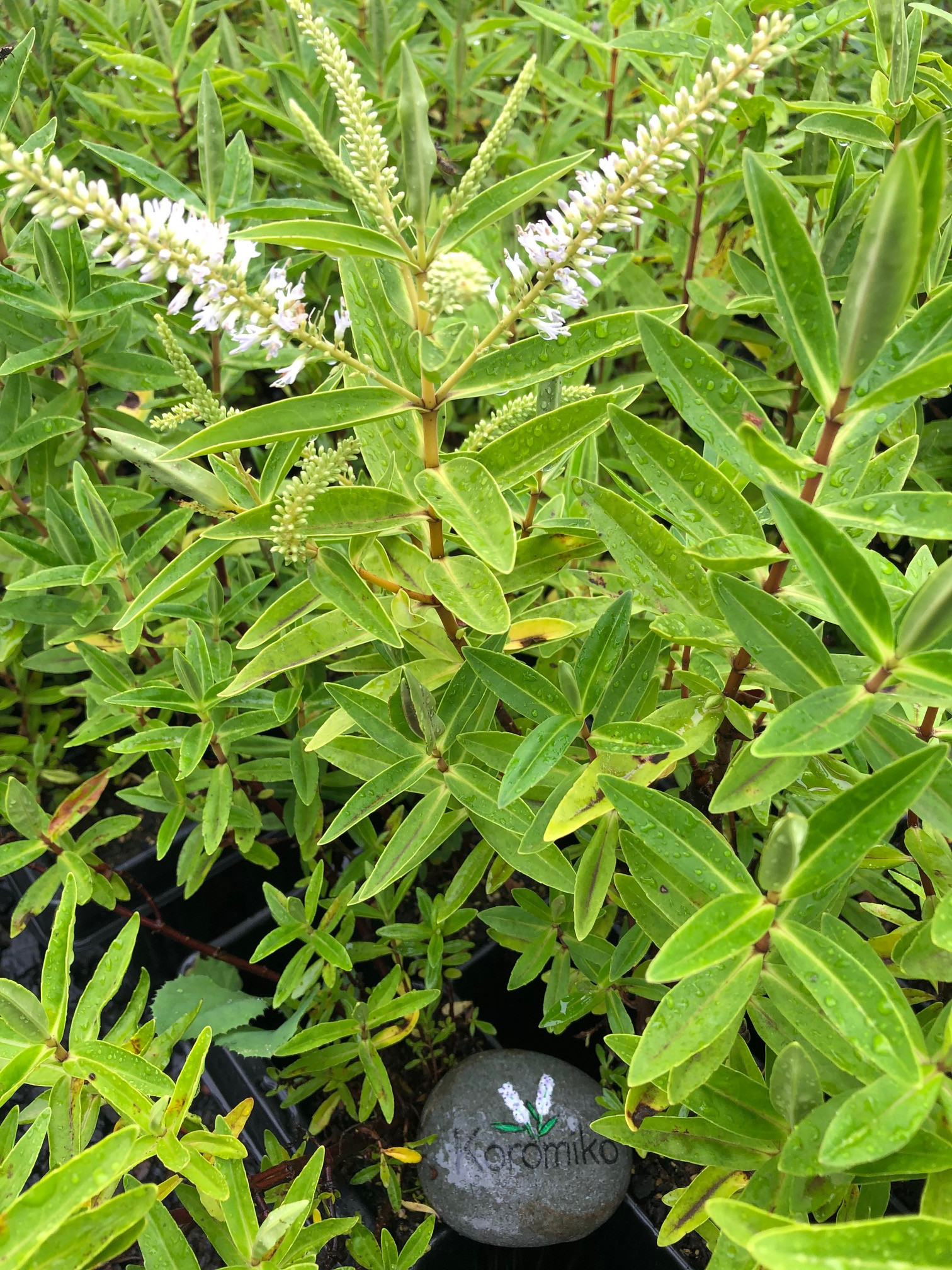 Koromiko (Hebe stricta)