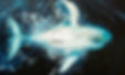 Whale copy.jpg