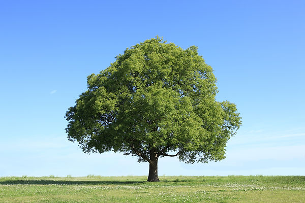 bigtree.jpeg