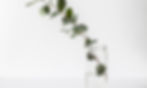organic sage leaf in a vase