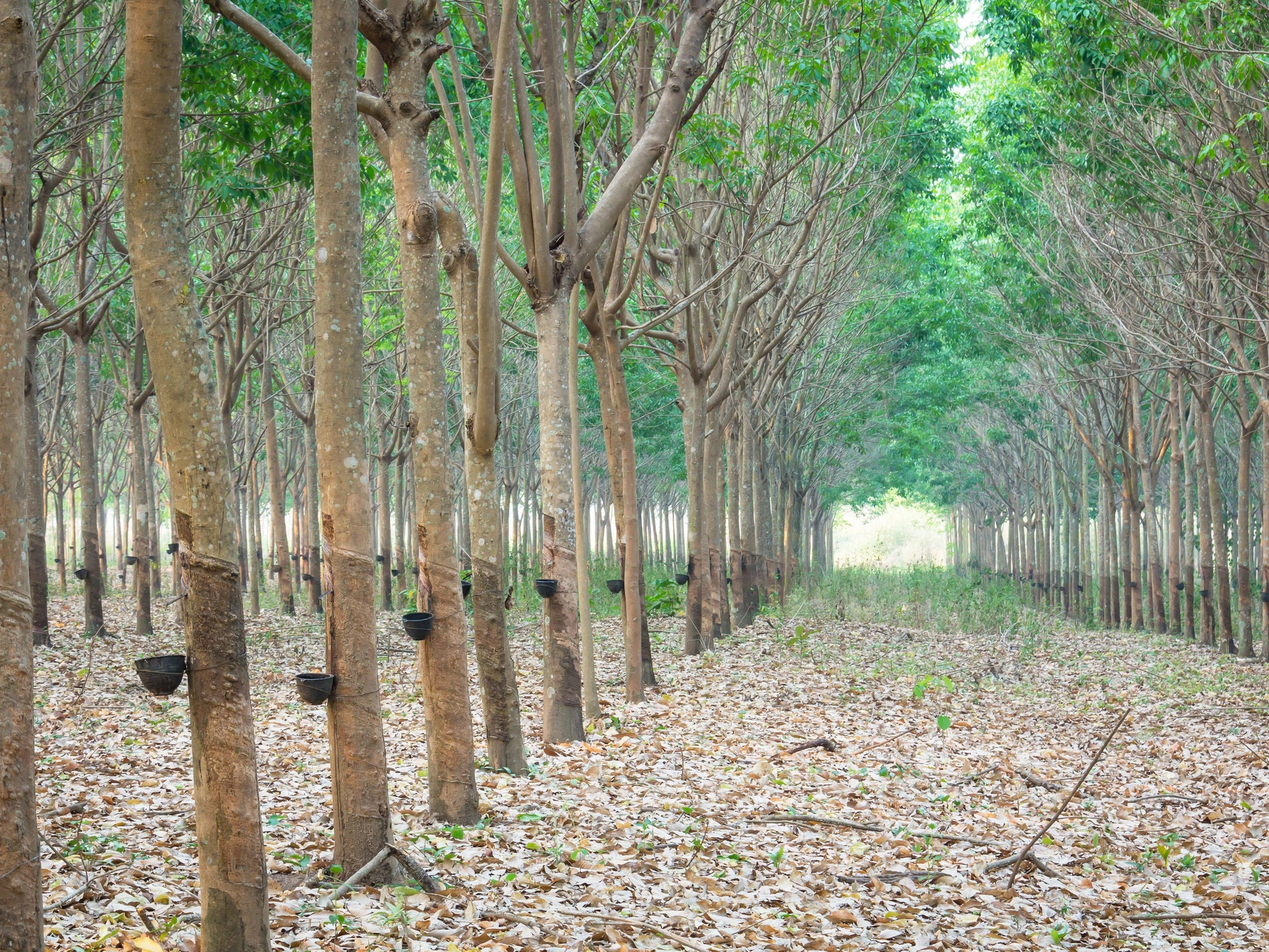 rubbertree parawood farm in southeast asia