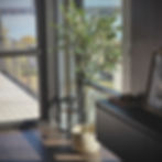 olive tree for living room