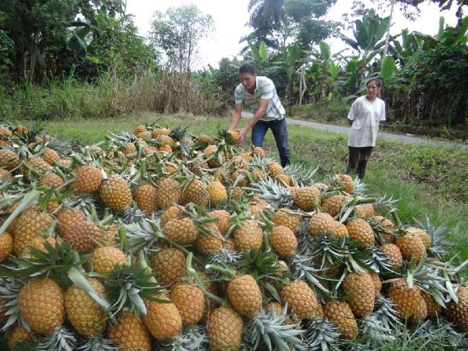 Piña