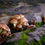 Thumbnail: Paddenstoelen kweken