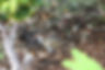 Buff-banded Rail