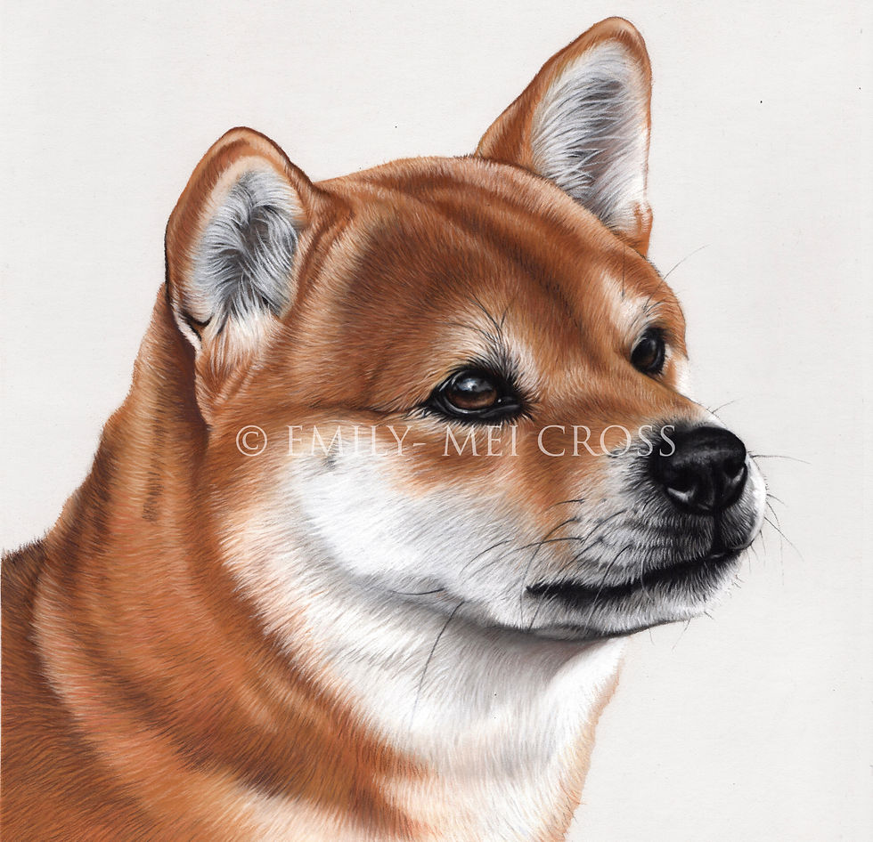 Smeag - shiba inu, 11x11 inches