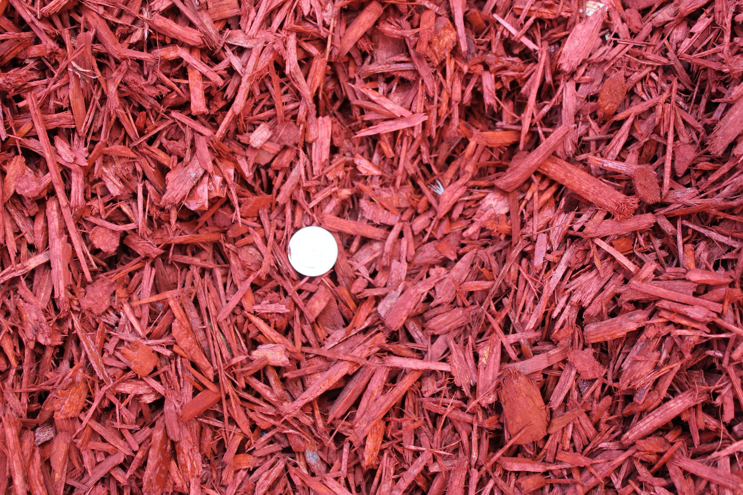 image of red dyed wood chips with a quarter as size reference to the wood chip size