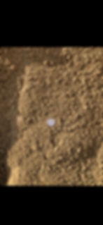 image shows processed decomposed granite with colors ranging from light tan to golden brown and a quarter for size compsrison