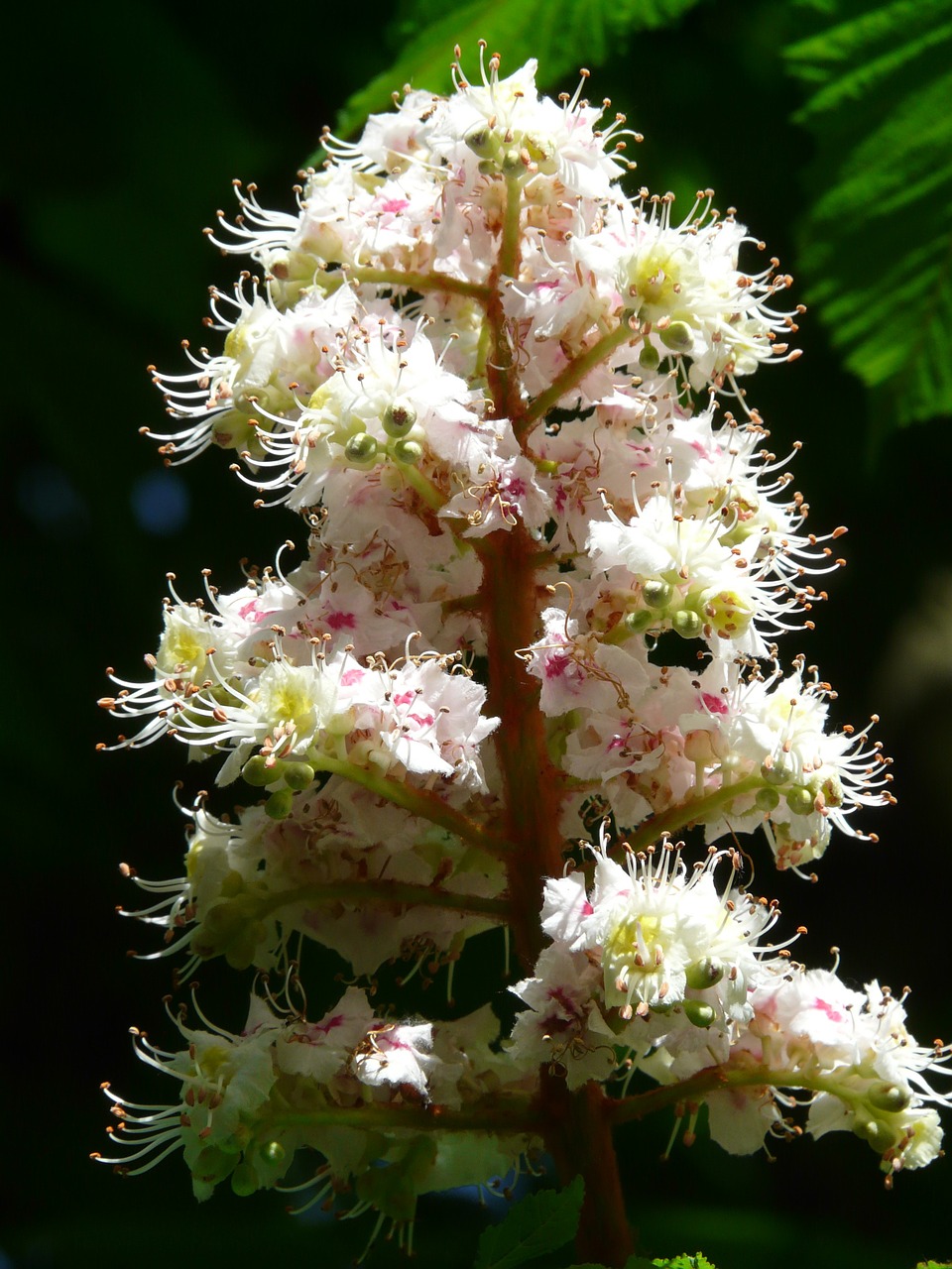 WHITE_CHESTNUT-Aesculus_hippocastanum-pensamentos_indesejados_e_incontroláveis,_conflitos_mentais