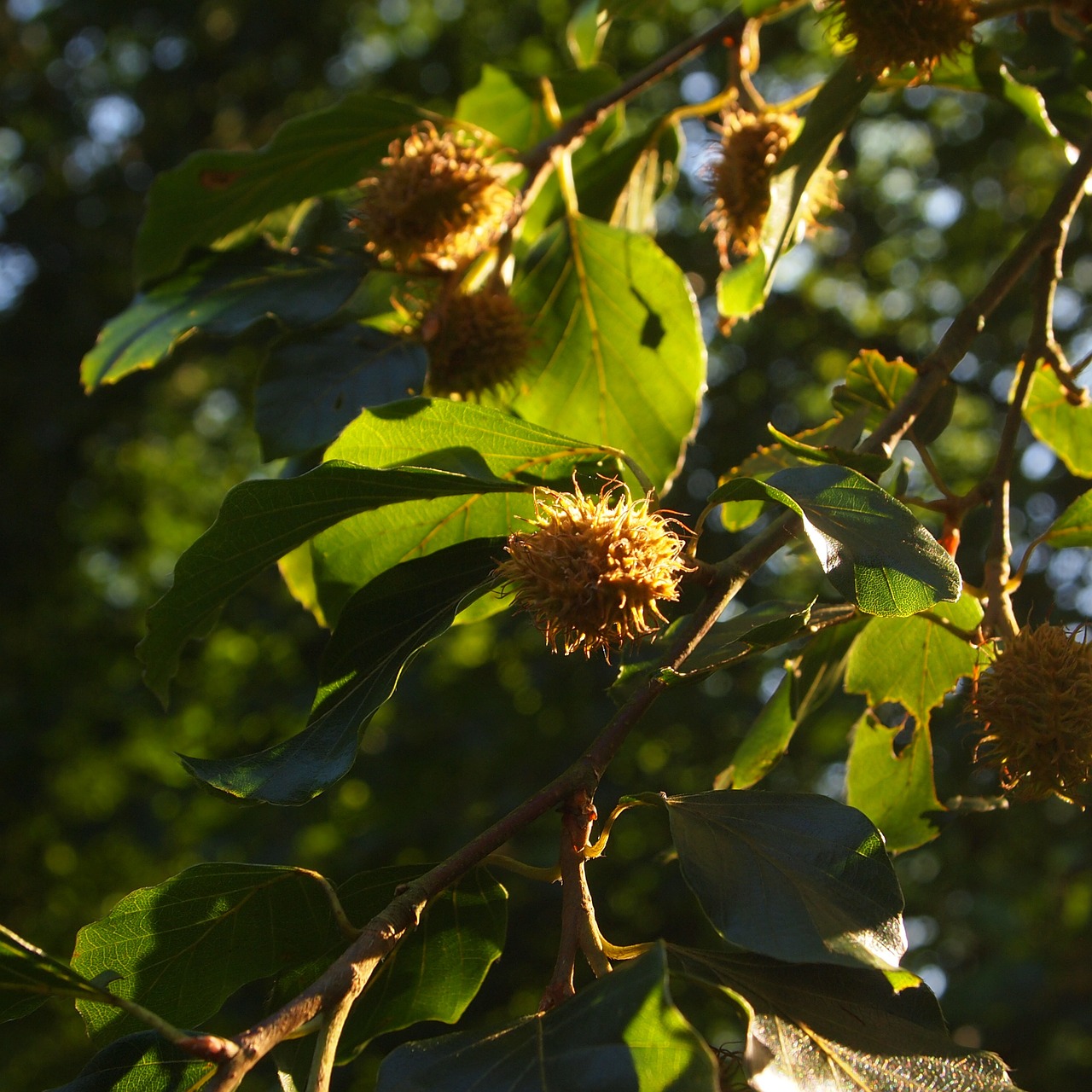 BEECH-Fagus_sylvatica-intolerância