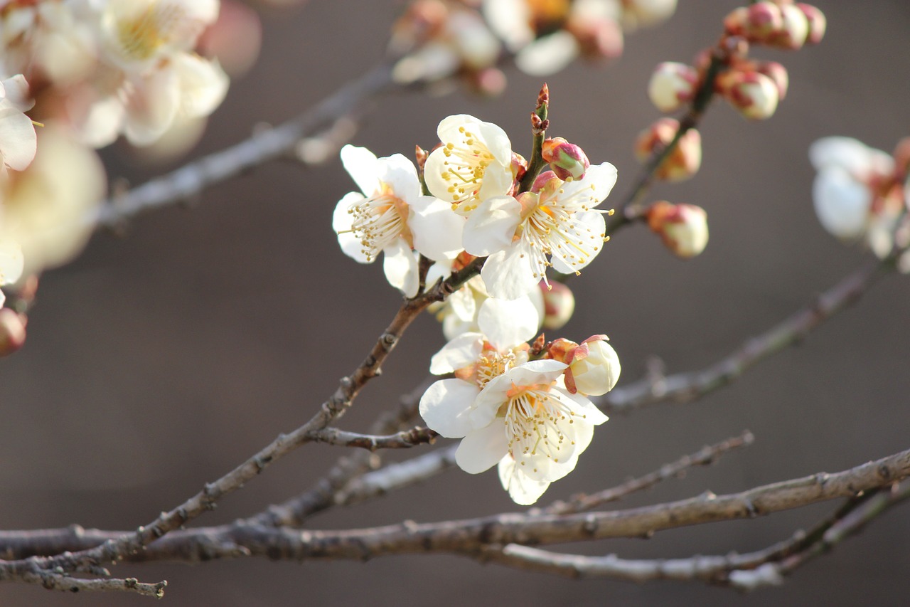 CHERRY PLUM-Prunus cerasifera-medo de perder o controle