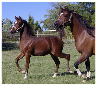 Arielle and colt 1.jpg