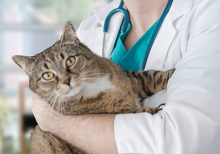 Visit to the Vet
