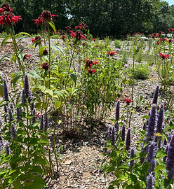 Mattituck Park District