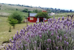 Casa 2 con lavanda