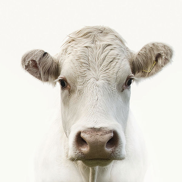 white-cow-jojo1-photography.jpg