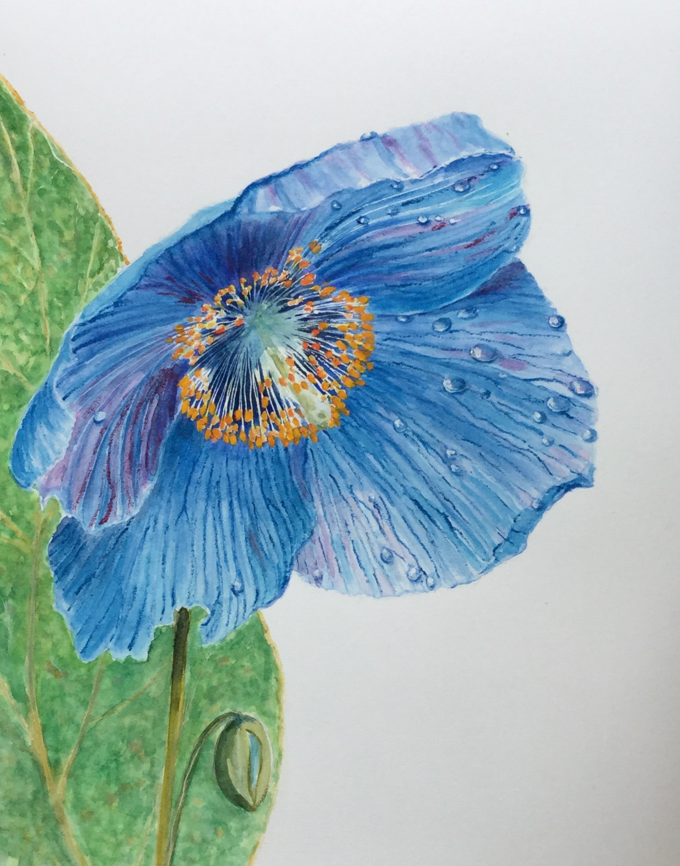 Himalayan Blue Anemone - £25